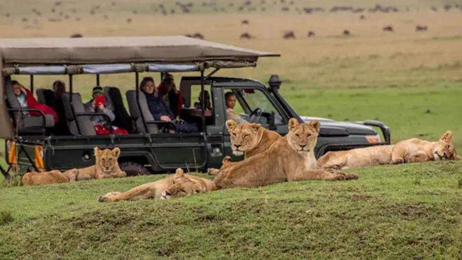 Morning Game drives