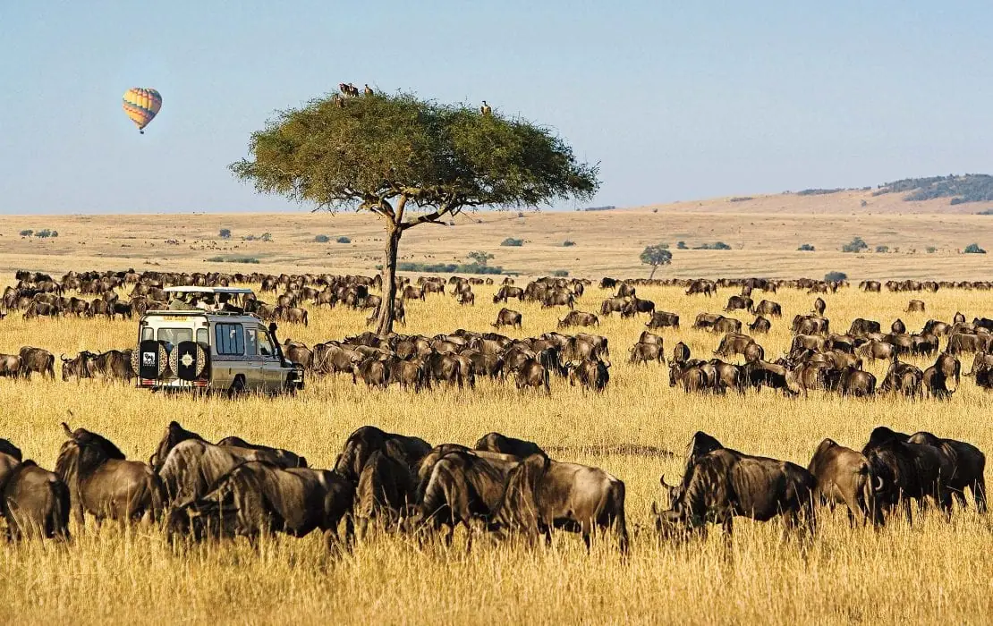 Wildebeests in Masai Mara national reserve