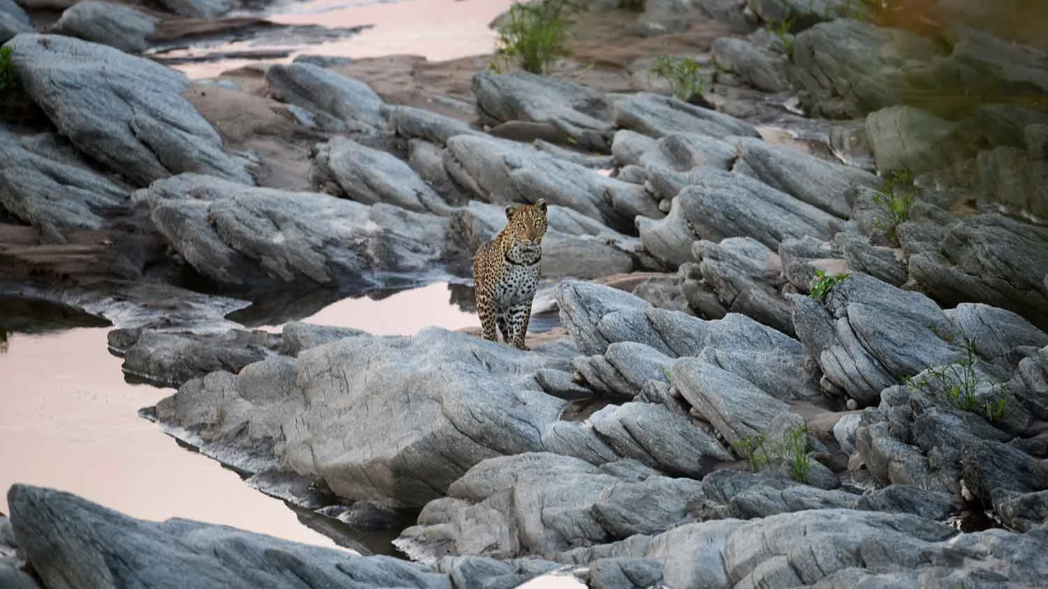 Cheetah spotted Keekorok Rivers