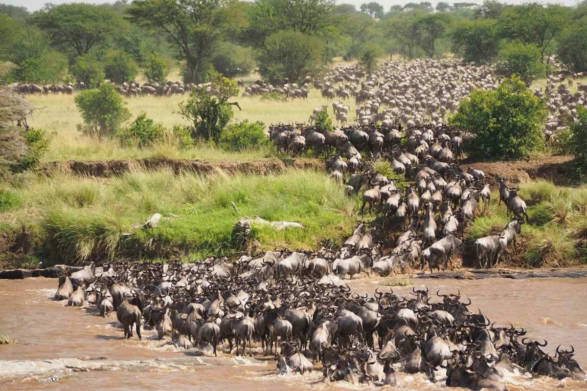 Great migration river crossing