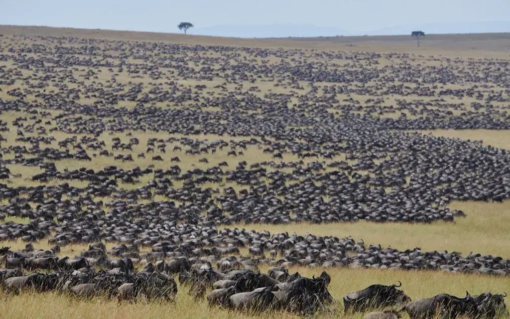 Wildebeests migrating to Serengeti