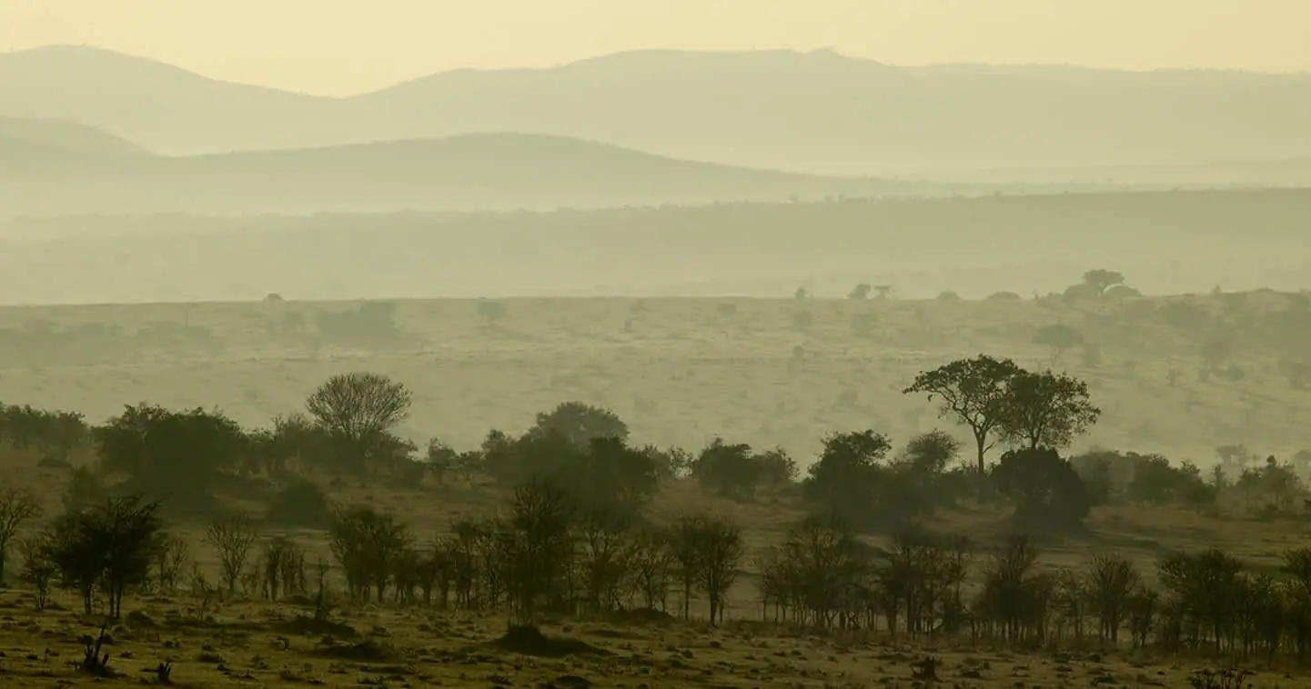 woodlands in Serengeti landscape vegetation