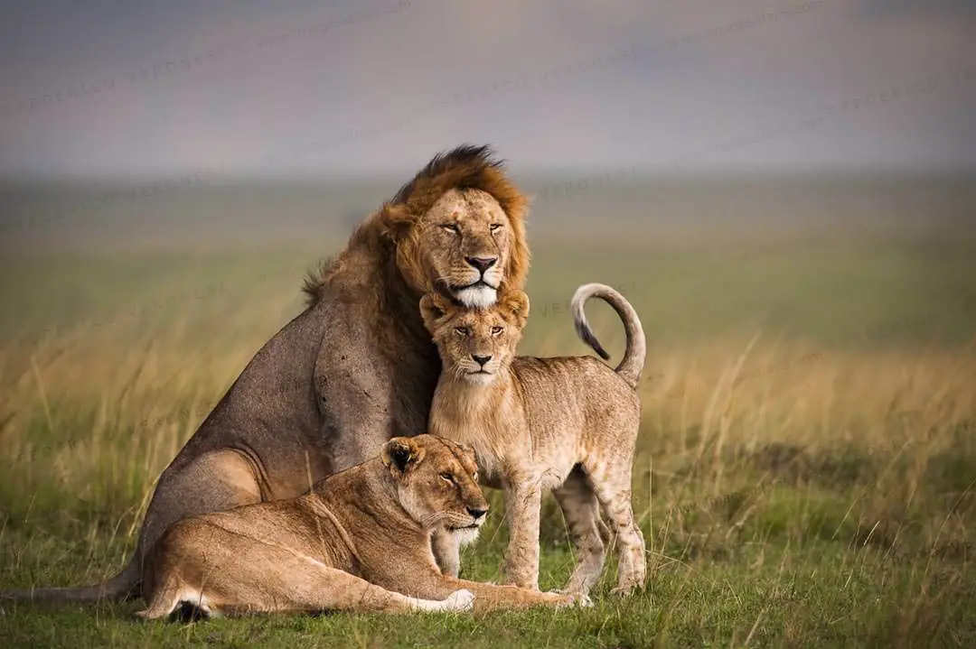 Lions in Masai Mara national park