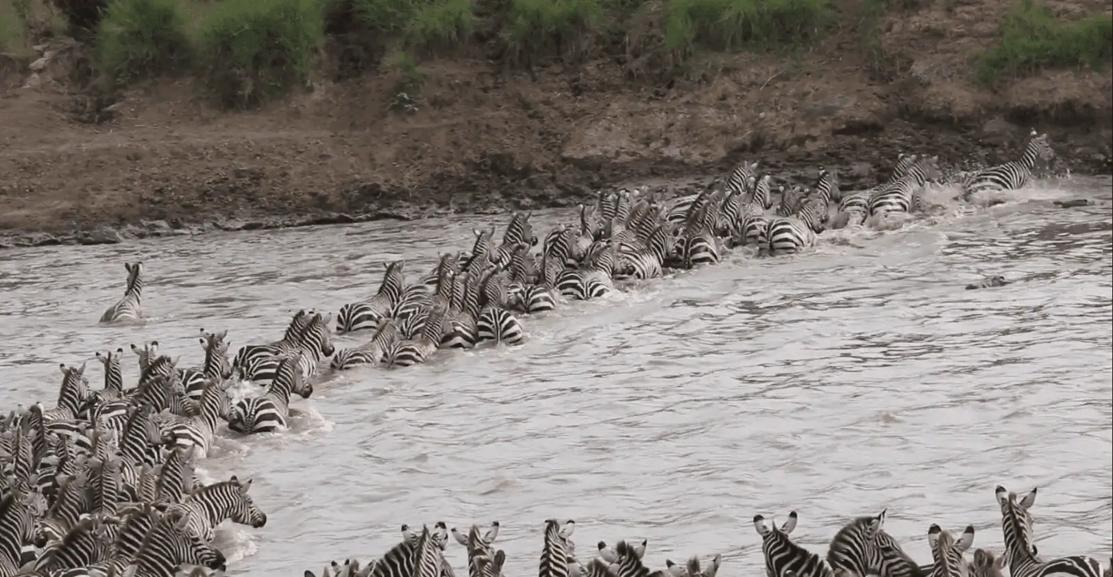 Zebras crossing river mara