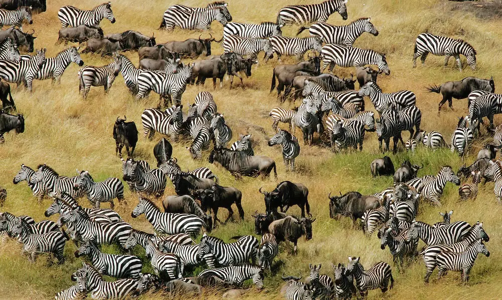 Zebras and Wildebeests grazing