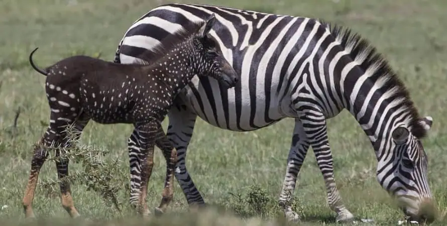 A Zebra and its young one grazing