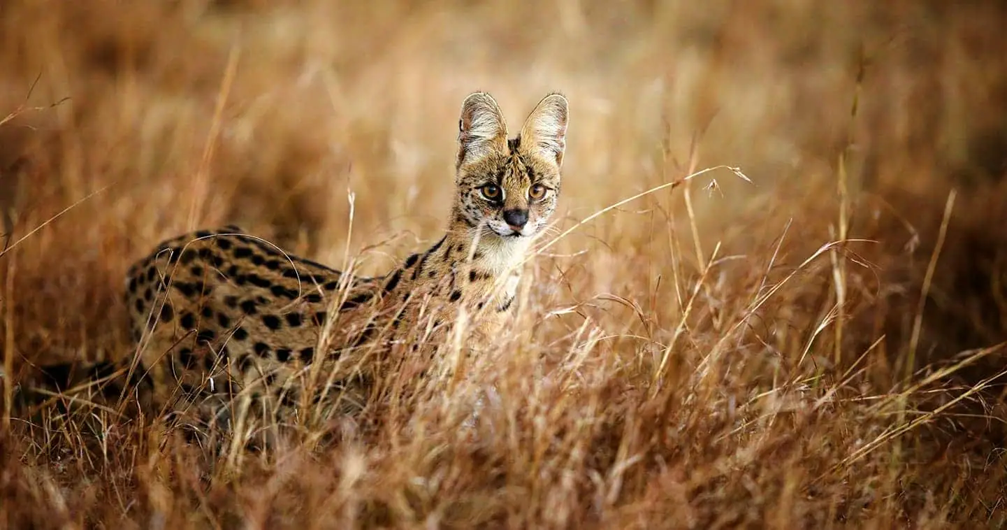 serval in the masai mara