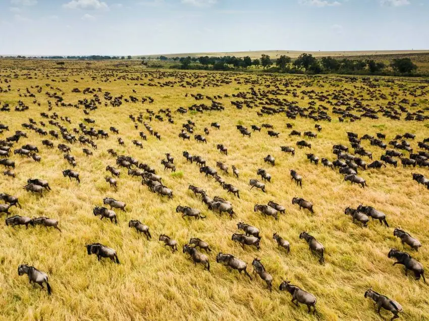 An Overview of Wildebeest migration