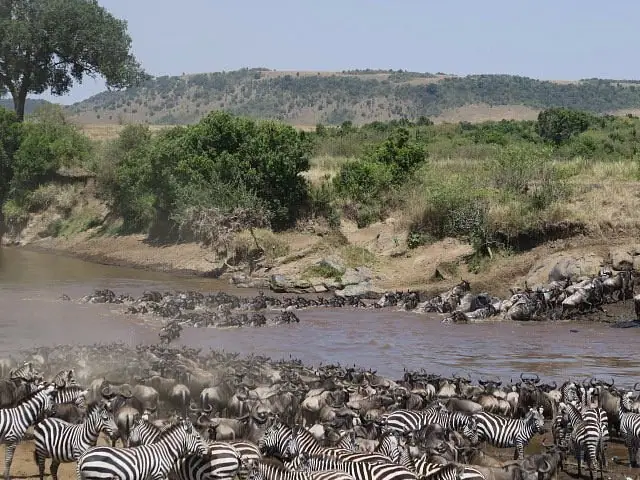 Great wildebeest migration