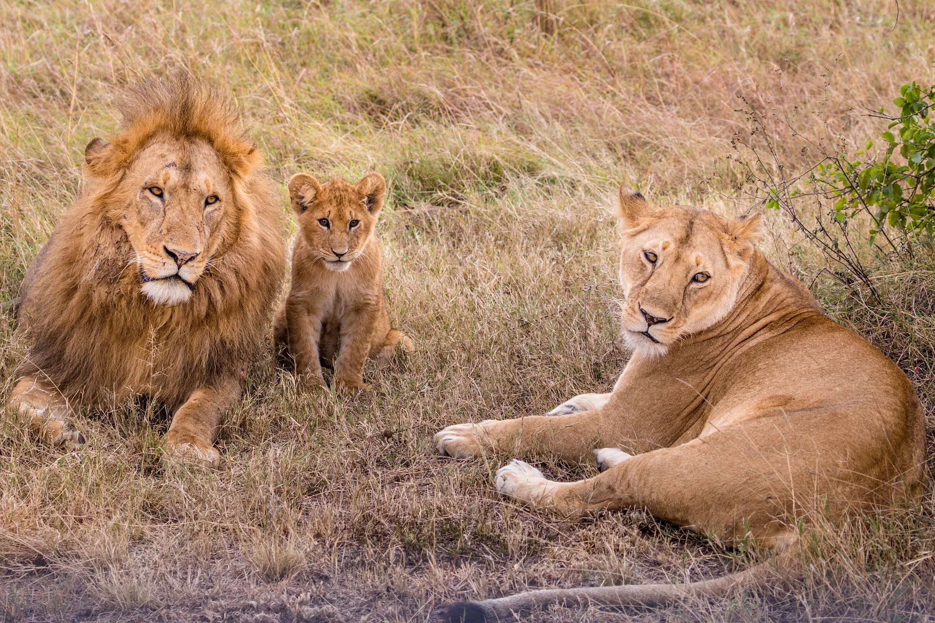 Masai Mara safari packages from India - Lions in masai Mara spotted during game drive