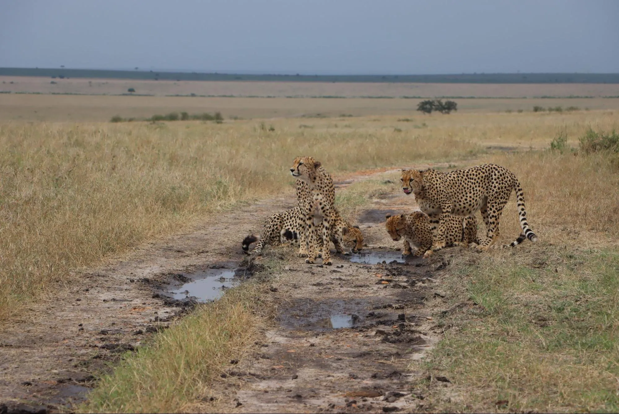Cheetah hunting during the Masai Mara Wildebeest migration