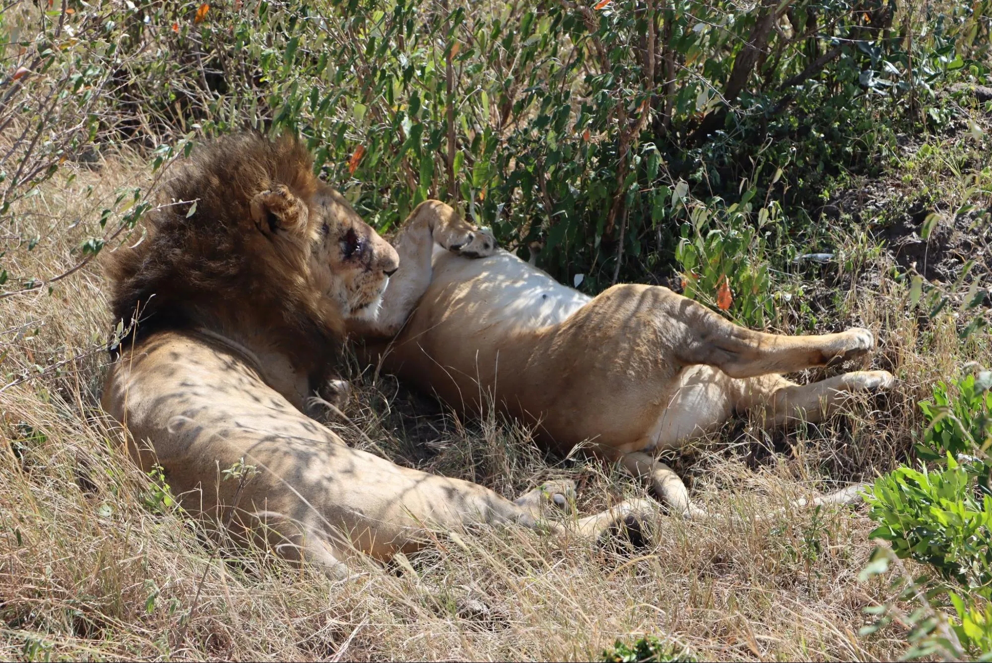 Masai Mara packages from india: Lions in Masai Mara national reserve.