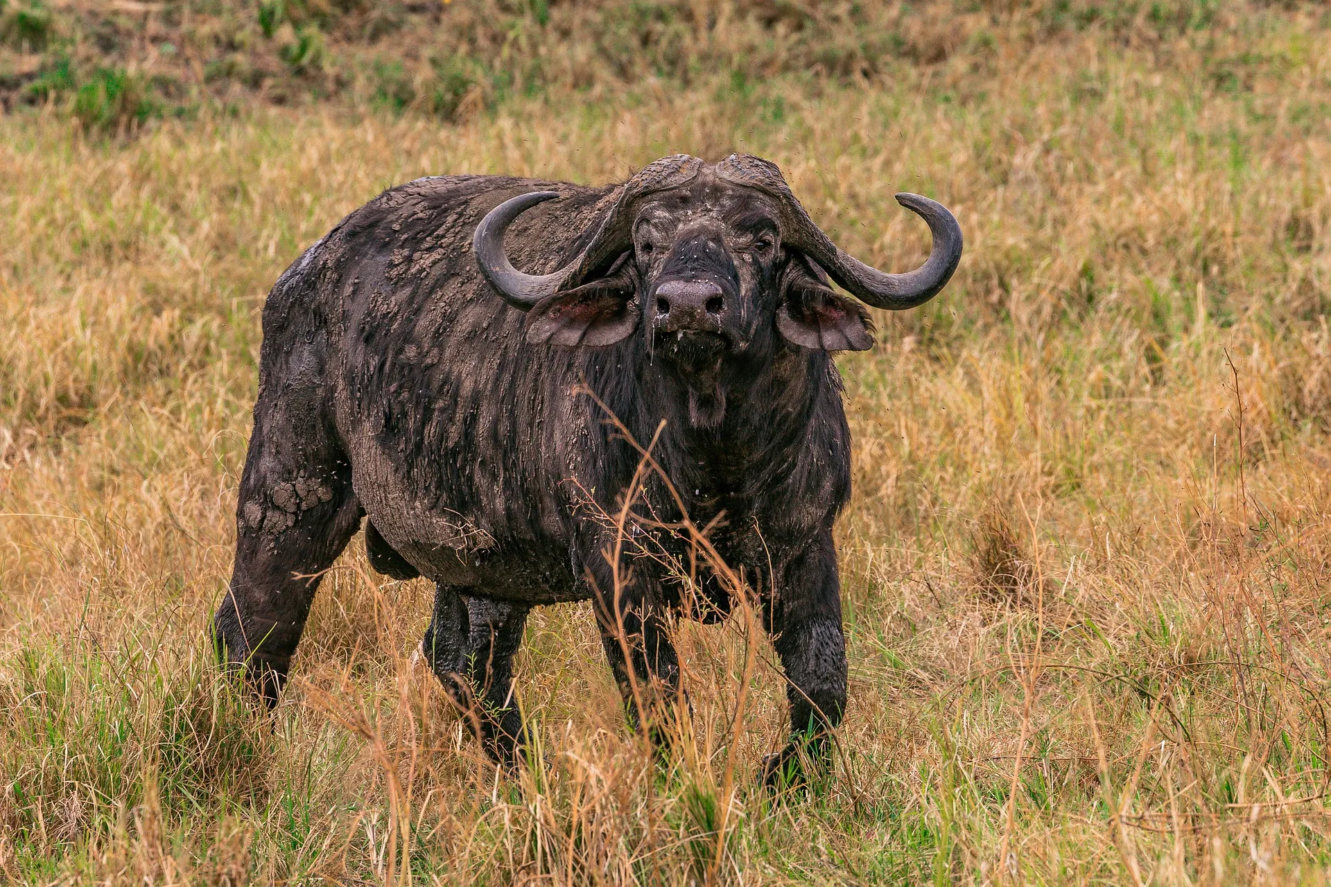Masai Mara Kenya wildlife - Cape Buffalo in Masai Mara