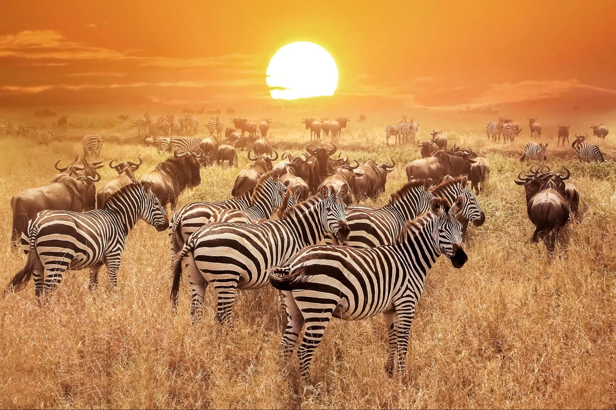 Herds of animals in spotted during a Masai Mara safari