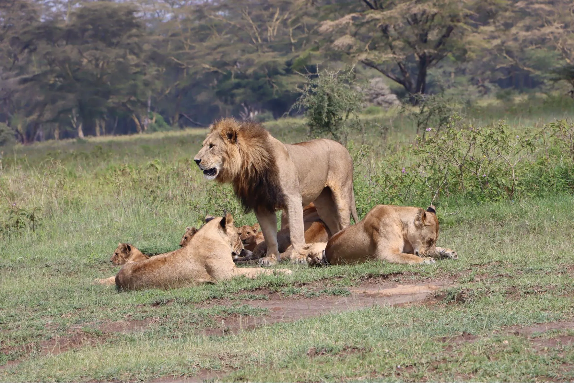 Masai Mara safari from Nairobi