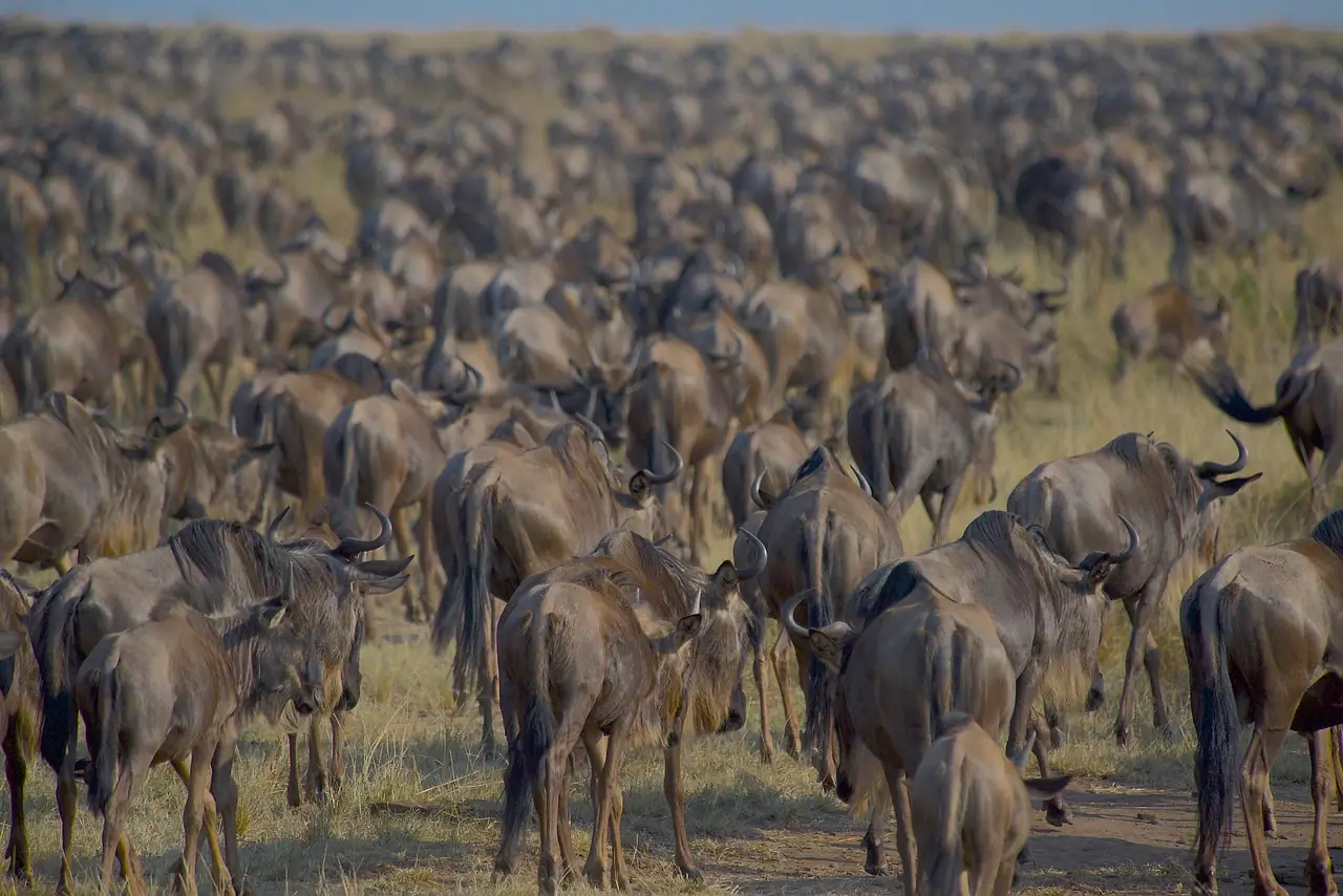 Mara Migration